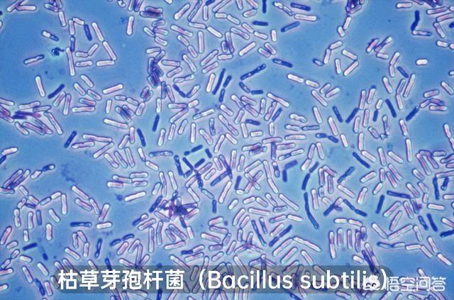 pasteur(pasteurisation)