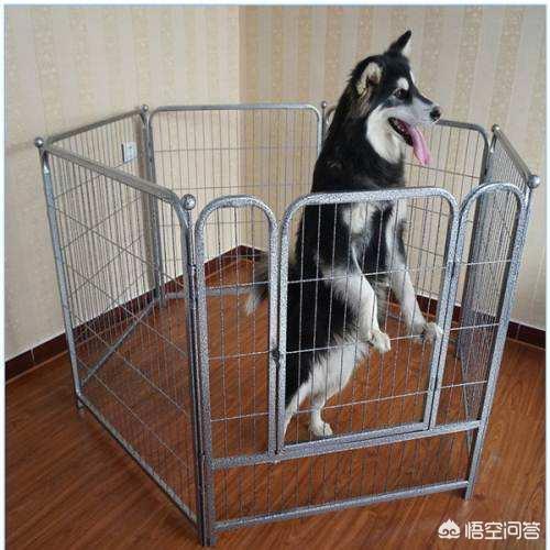 宠物狗知识视频教程:新手如何训练阿拉斯加、金毛、泰迪等宠物狗狗大小便？