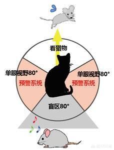 犀牛和河马吃什么食物:河马与犀牛哪个体重大一些？