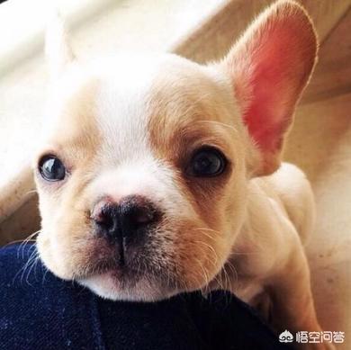法牛犬:怎么惩罚法斗犬是不对的？