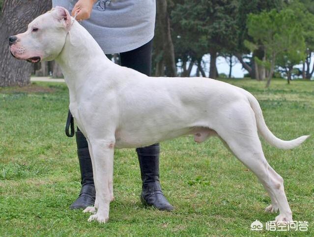 日本土佐犬打架:狗界的四疯三傻是哪几种狗狗？ 土佐犬打架视频