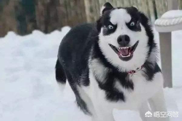 格陵兰犬是哈士奇吗:格陵兰犬是不是哈士奇 哈士奇发情后多少天配种才合适呢？