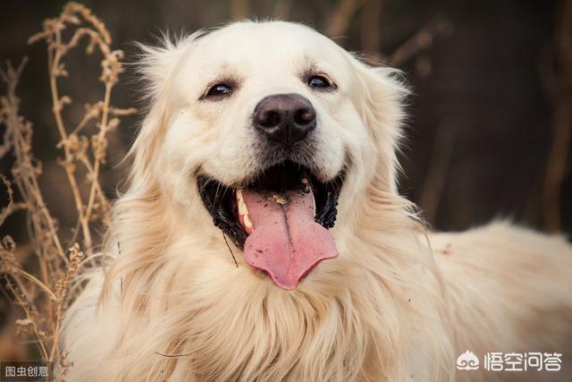 地震救援搜救犬:什么品种的狗狗最适合做搜救犬？