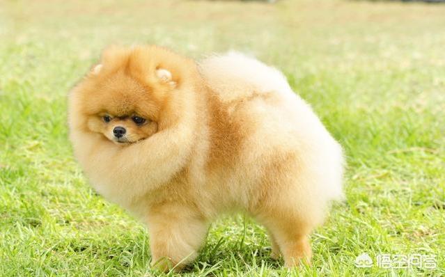 凶猛的小型犬有哪些:哪些狗狗体型小，但脾气却很暴躁呢？