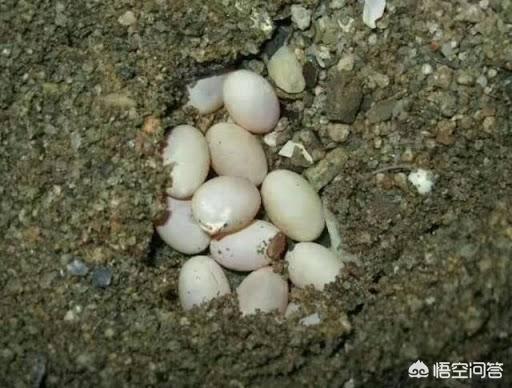 卵生哺乳动物:既能生蛋，又能生崽的是什么动物？地球上有吗？