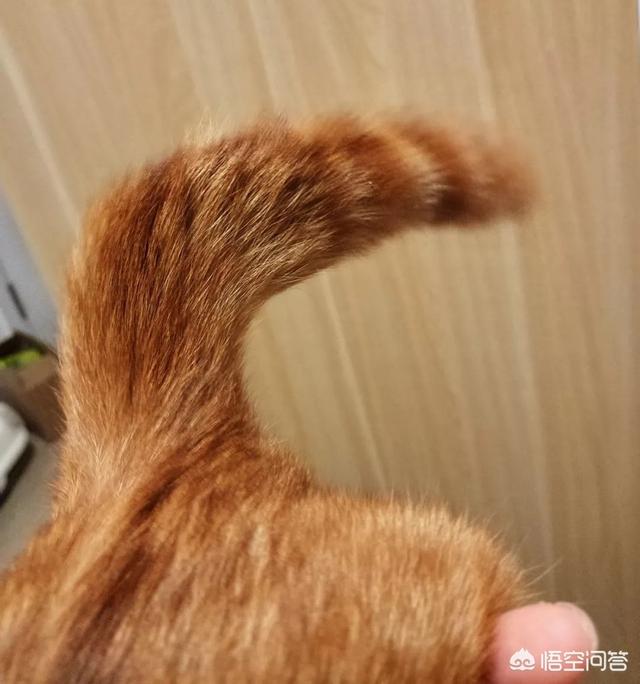 扯猫尾猜一生肖:为什么不可以扯猫的尾巴？