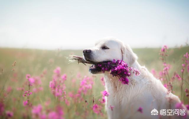 狗狗在离世前都会有哪些征兆，比熊犬离世之前会有什么样的现象你都留意过吗