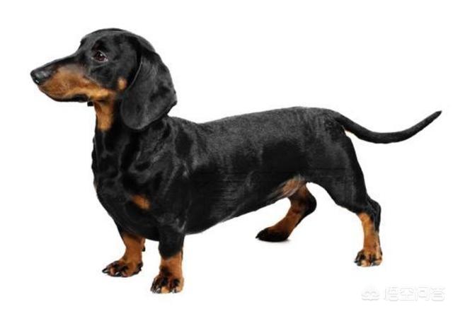 长毛腊肠犬喜欢吠吗:哪些小型犬是非常喜欢吠叫的呢？ 长毛腊肠犬图片