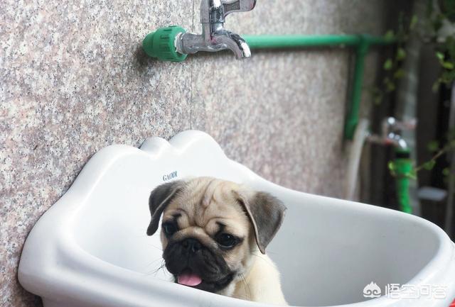 八哥狗图片搞笑卖萌:巴哥犬犯错后有哪些反应？