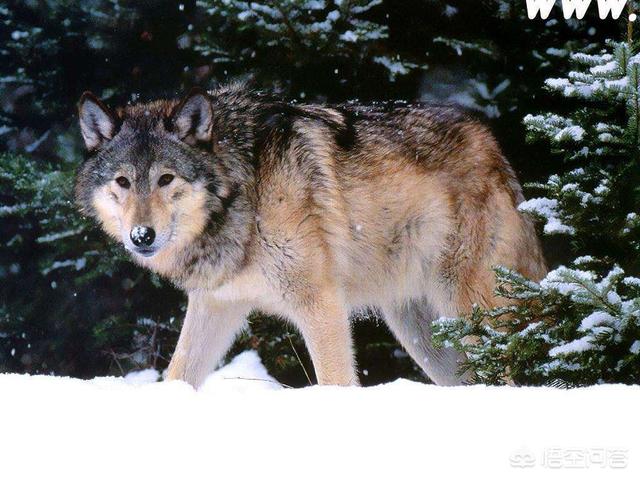 敖犬资料:流浪藏獒结成的大獒群，实力远超过大型狼群吗？