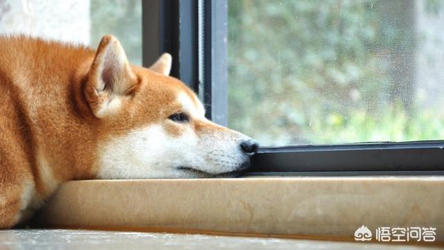 柴犬优缺点:“戏精”柴犬的活动量如何，值得饲养吗？ 柴犬优缺点及适合人群