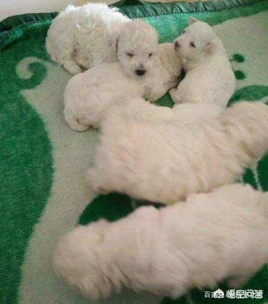 波隆那比熊犬图片:比熊犬的一生可以分为几个阶段？分别该怎么照顾？