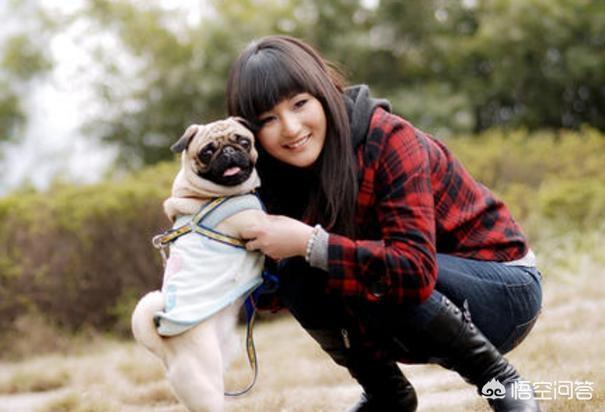 巴哥犬性格比格犬性格:为什么有人说巴哥犬要比中华田园犬受欢迎呢？