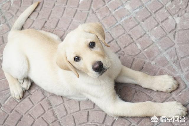 纯种拉布拉多犬:如何鉴别拉不拉多小犬是不是纯种？