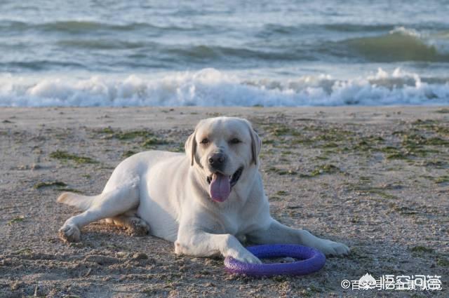 拉布拉多犬图片大全:一只拉布拉多成犬，它的正常体重是多少？太胖怎么办？