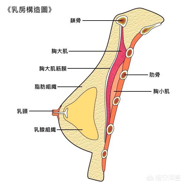 做俯卧撑的好处,女生做俯卧撑有什么好处？