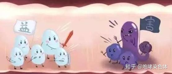 希尔斯猫粮:希尔斯猫粮好吗 哪个品牌的猫粮适合天生肠胃弱容易软便的猫？