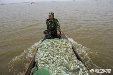 伏尔加河的鱼的个人空间:为什么很多小河里的野生鱼种都没有踪影了？