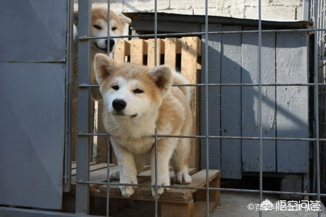 日本秋田犬图片:日本狗秋田犬和柴犬图片 为什么喜欢秋田犬的多，养的人却少？