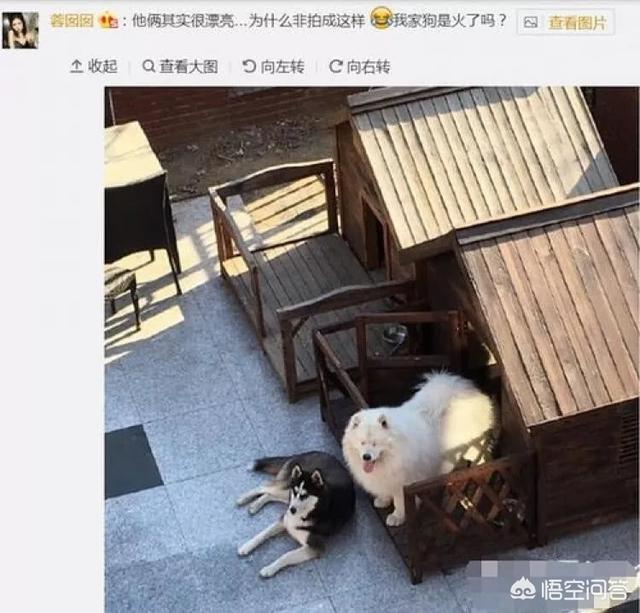 samoyedboy的微博:为什么说林更新是娱乐圈的一股清流？