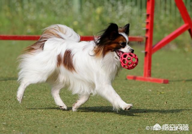 蝴蝶犬图片:蝴蝶犬图片幼犬多少钱 为什么养蝴蝶犬的人少了？