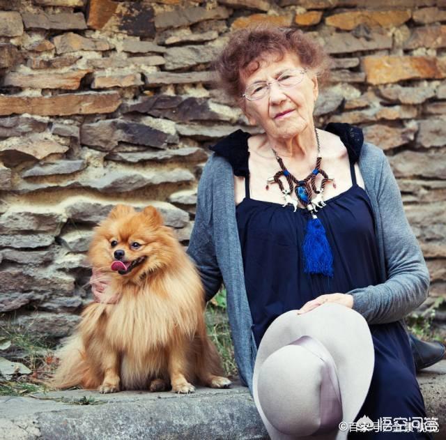 哈多利系博美成年犬多大:博美犬成年后一般是多少斤？