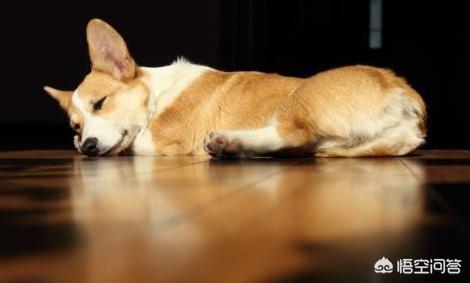 犬猫弓形虫病的症状:犬猫弓形虫病的处置方法 猫狗的弓形虫通过什么方式传染给人的，有哪些症状，后果严重吗？