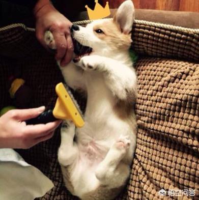 犬猫弓形虫病的症状:犬猫弓形虫病的处置方法 猫狗的弓形虫通过什么方式传染给人的，有哪些症状，后果严重吗？