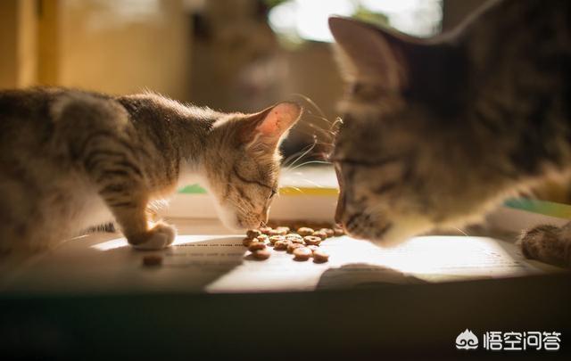 怎么看自己猫咪的品种:如何挑选到一只心仪的宠物猫？