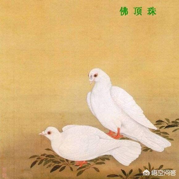 古代都是用信鸽送信，信鸽怎么知道送信的确切位置呢？插图30