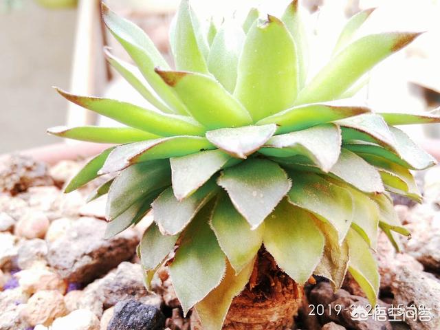 长生草属多肉植物图片:多肉植物长生草的精美图片 我家的观音莲都养了一年了怎么始终不长分枝呢？