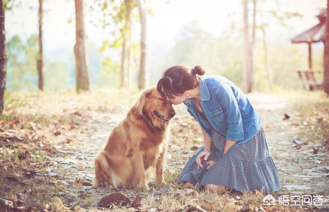 头条问答 什么样的人会吸引狗狗 15个回答