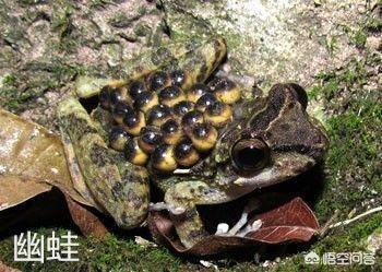 冷血动物有哪些热血动物有哪些:为什么冷血动物都没有感情？