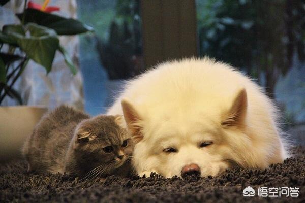 猫咪尿频不喝水:头条的朋友们我家猫咪这两天频繁去厕所还尿不出来应该吃什么药？