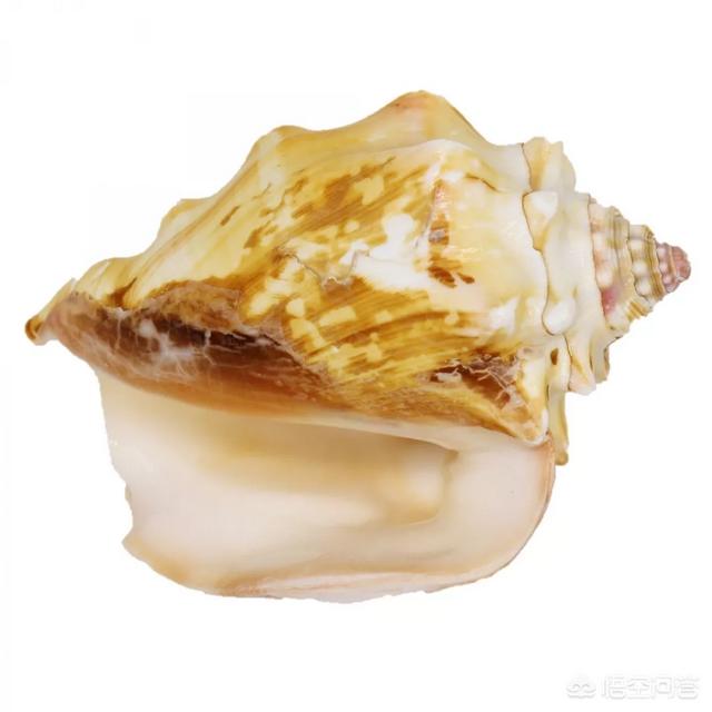 疑似吃出珍贵海螺珠，海螺珠是什么和珍珠有什么区别