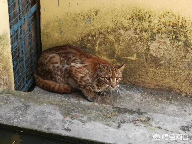 世界濒危动物华南:神秘的猫科动物，亚洲金猫即将灭绝，为何人类尽力挽救也没有用？