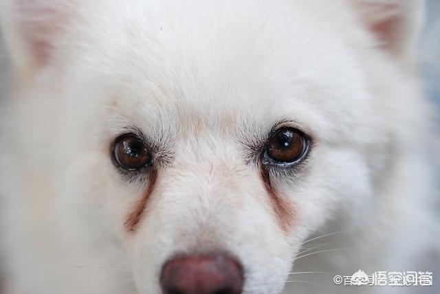 小狗眼屎多怎么办:狗狗眼睛睁不开，有很多眼屎，怎么办？