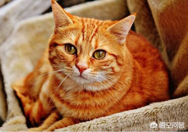 冬天养猫注意事项:冬天来了，小区里的流浪猫去哪里过冬，会被冻死吗？