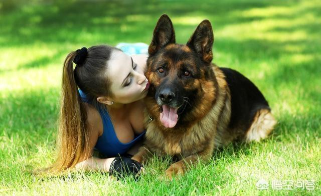猫论坛德国牧羊犬视频:如何判断德国牧羊犬是否是纯种？