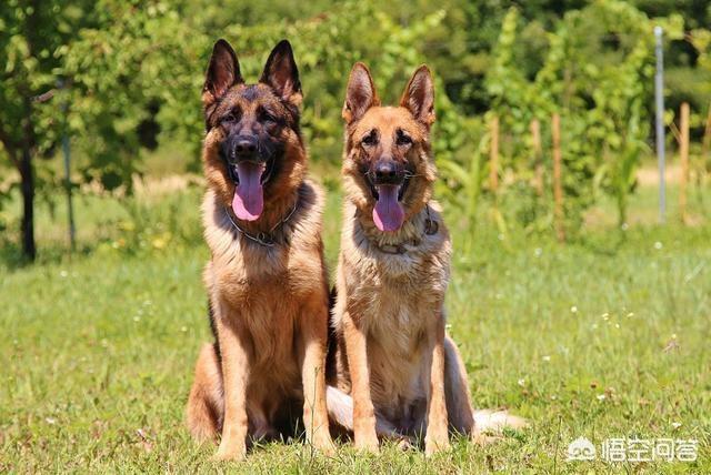 猫论坛德国牧羊犬视频:如何判断德国牧羊犬是否是纯种？