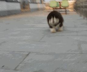 阿拉斯加犬性格脾气:养八只阿拉斯加犬是什么体验？