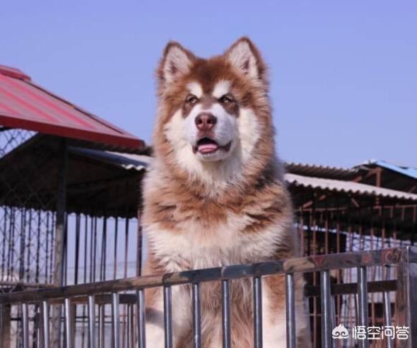 阿拉斯加犬性格脾气:养八只阿拉斯加犬是什么体验？