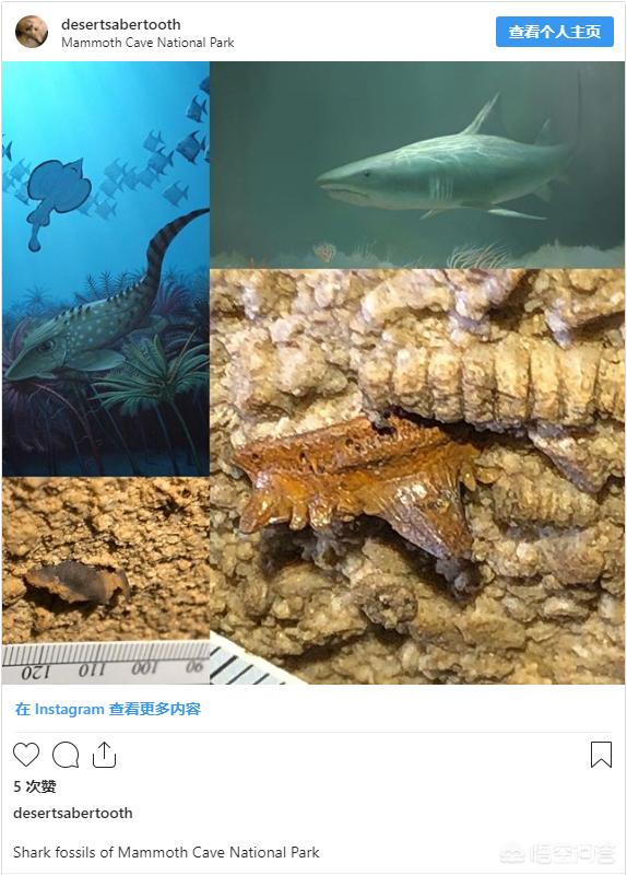 深海皱鳃鲨化石:美国肯塔基州洞穴发现的鲨鱼化石，为何如此特殊？