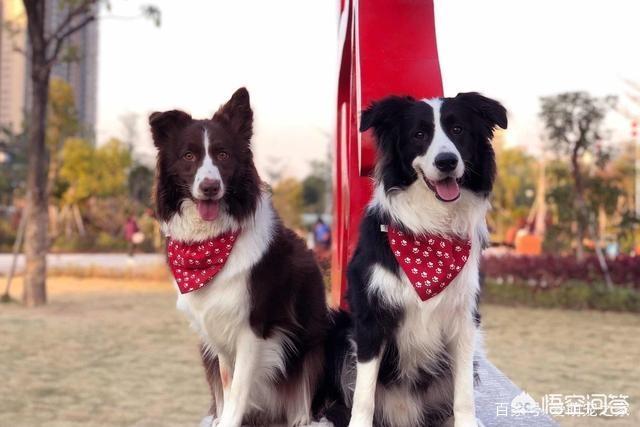 到边境牧羊犬训练教程:训练边牧的黄金期是什么时候？该怎么训练？训练什么？