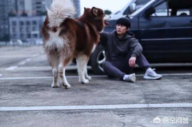 东台市阿拉斯加克利凯犬视频选犬:最近想要养狗，阿拉斯加和哈士奇养哪个？