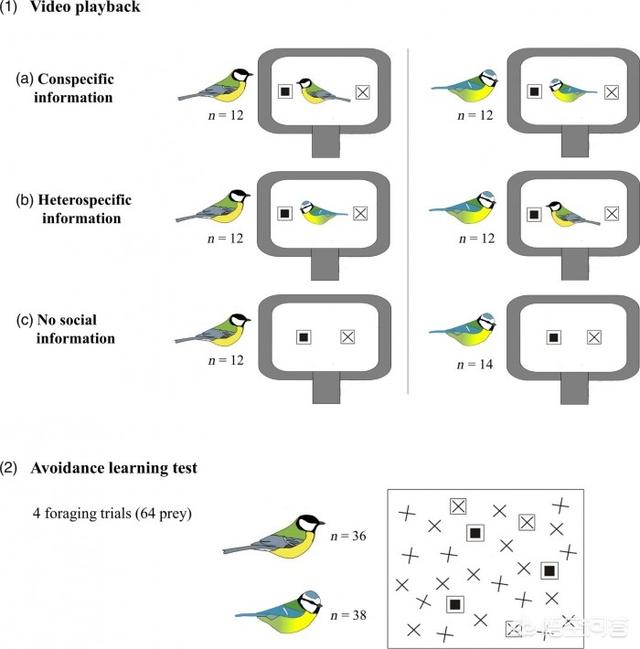 日本大山雀免费视频播放:鸟类是否能根据其他鸟类的视频学习，以做出更好的食物决策？