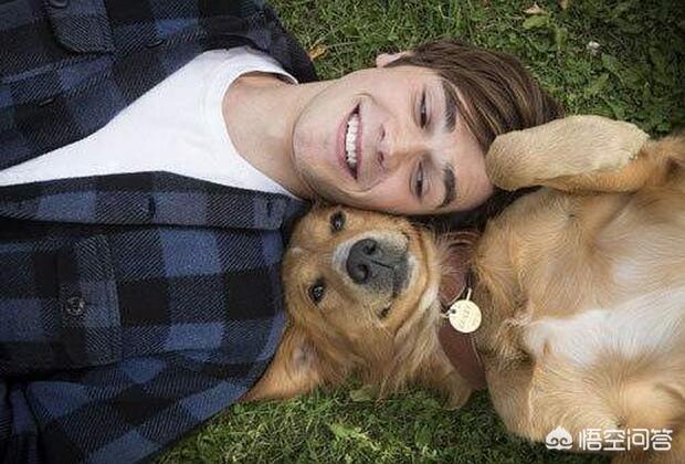 金毛犬的喂养:几个金毛犬的喂食注意事项？