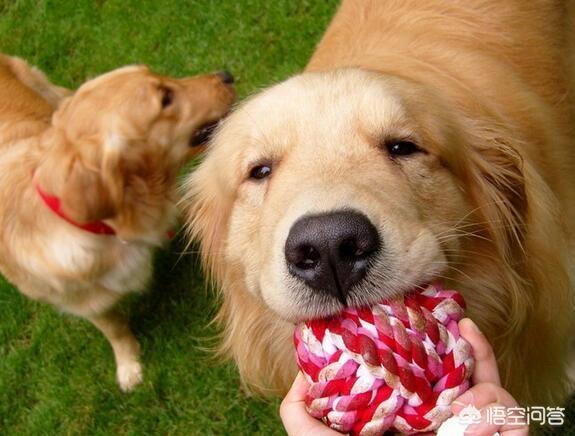 金毛犬的喂养:几个金毛犬的喂食注意事项？