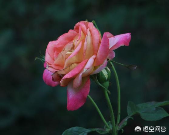 月季花栽培:月季花怎么栽培 月季花很常见，我们应该怎样养护，怎样繁殖呢？
