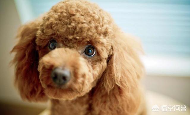 狗黄:泰迪犬的尿为什么那么黄？该怎么做？